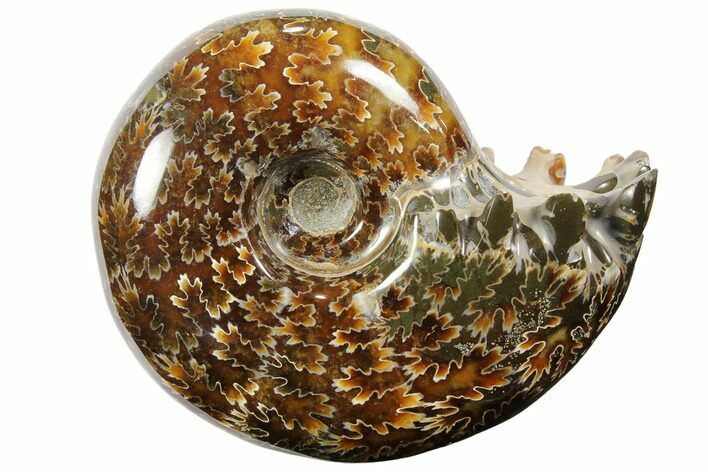 Polished, Agatized Ammonite (Cleoniceras) - Madagascar #110512